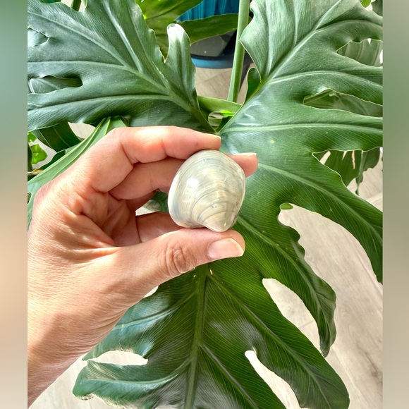 Agatized Shell – Natural Fossil - Picture 1 of 4